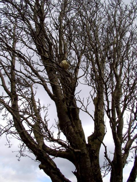 ball in tree