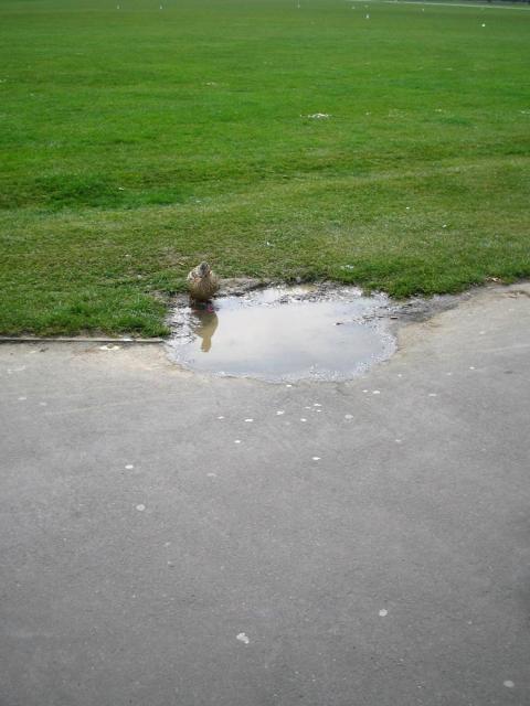 when does a puddle become a pond?