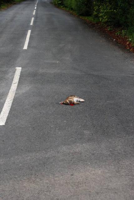 Roadkill